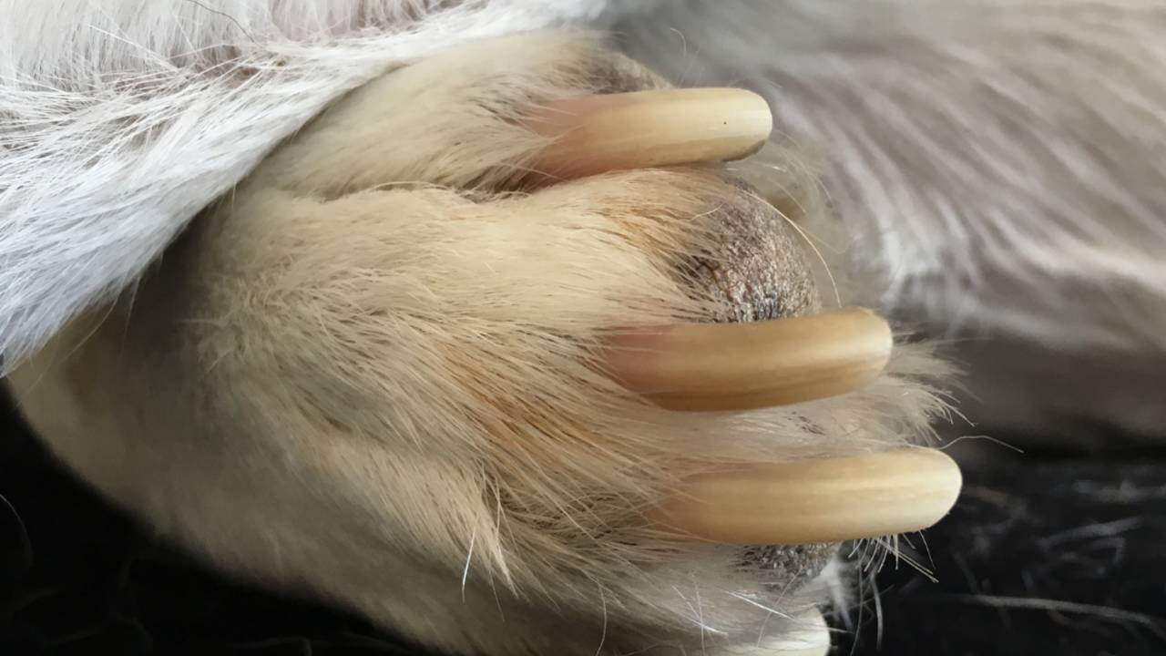 5 Good Reasons To To Trim Your Dog s Nails On A Regular Basis 