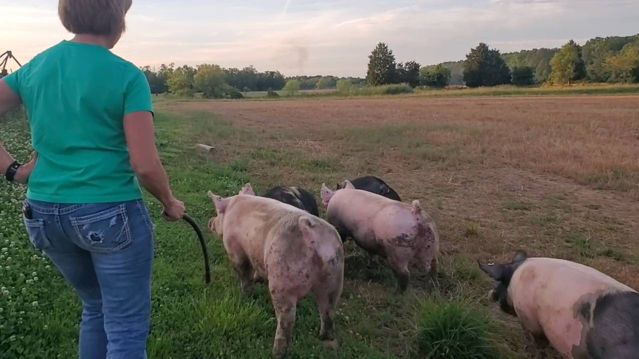 Taking the Pigs for a Walk