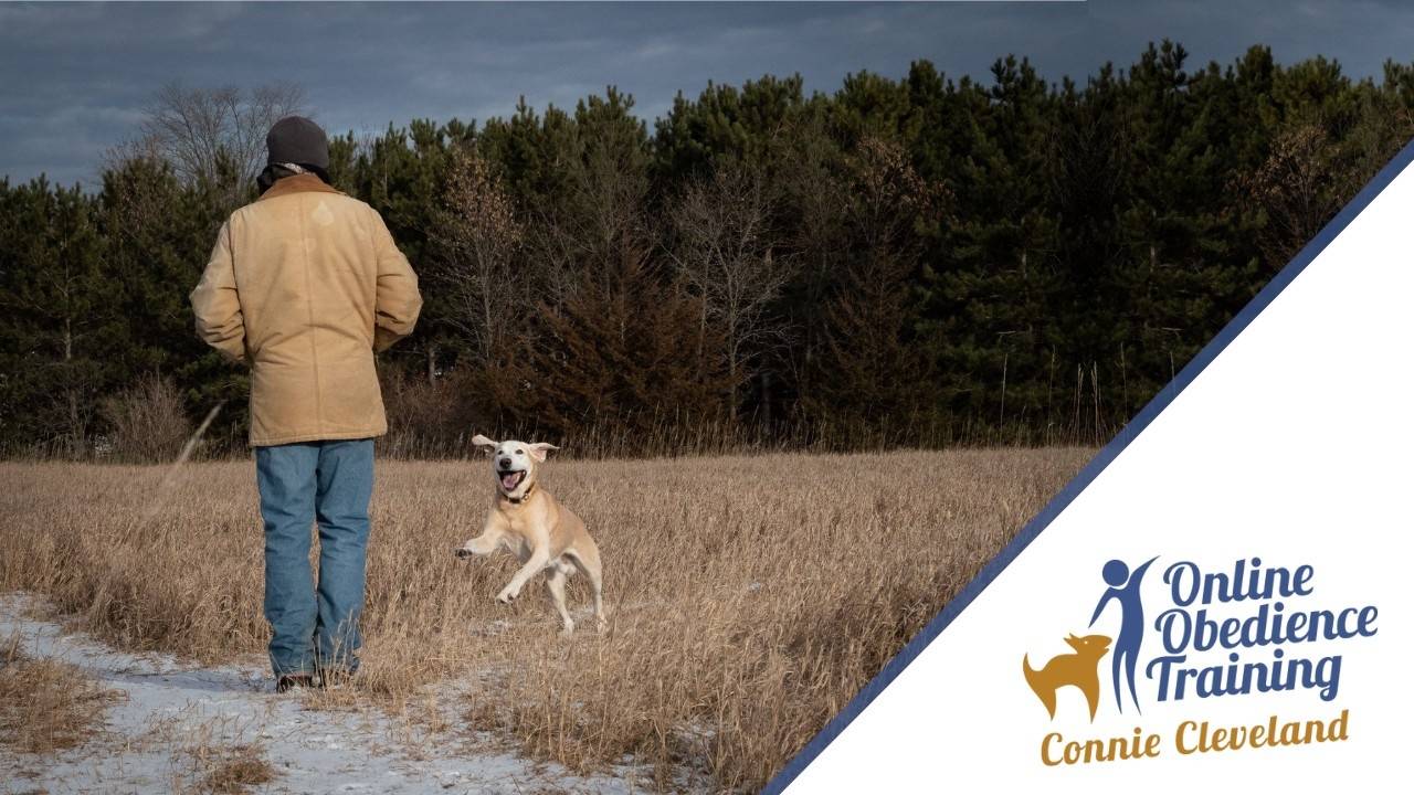 Electric Collars A Forthright Discussion