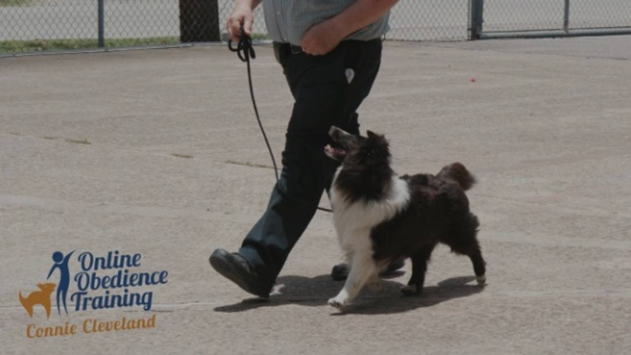 teaching attention heeling