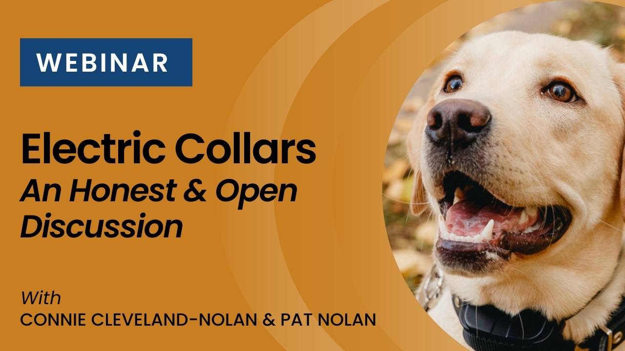 Electric Training Collar inar