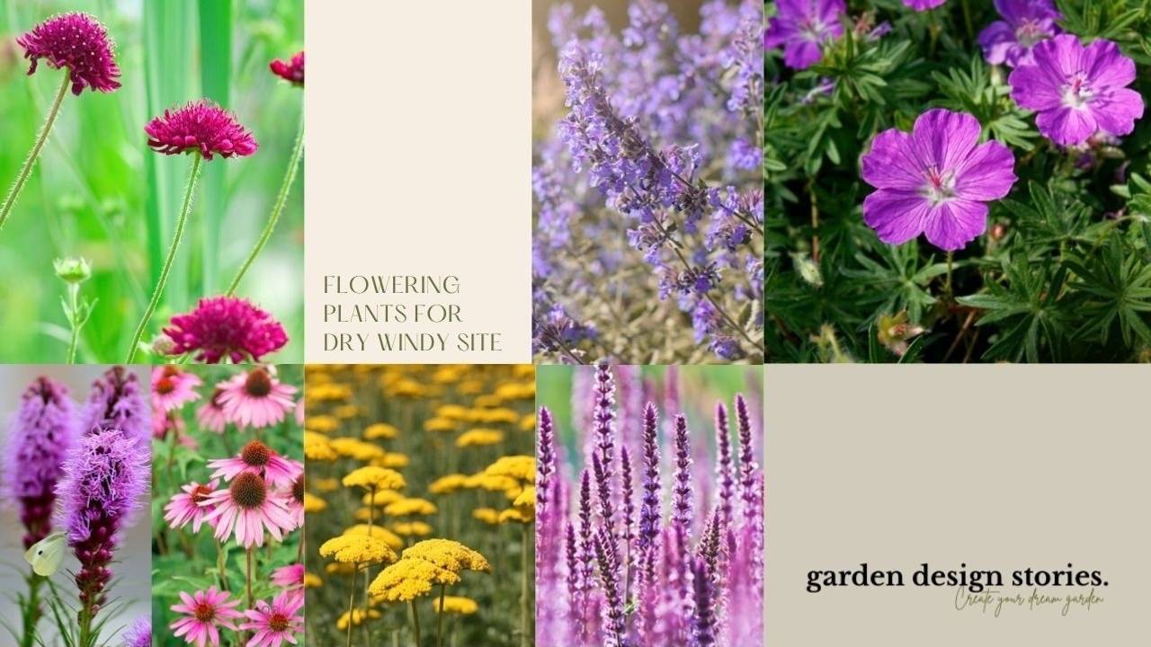 Flowering Plants For Dry Windy Conditions