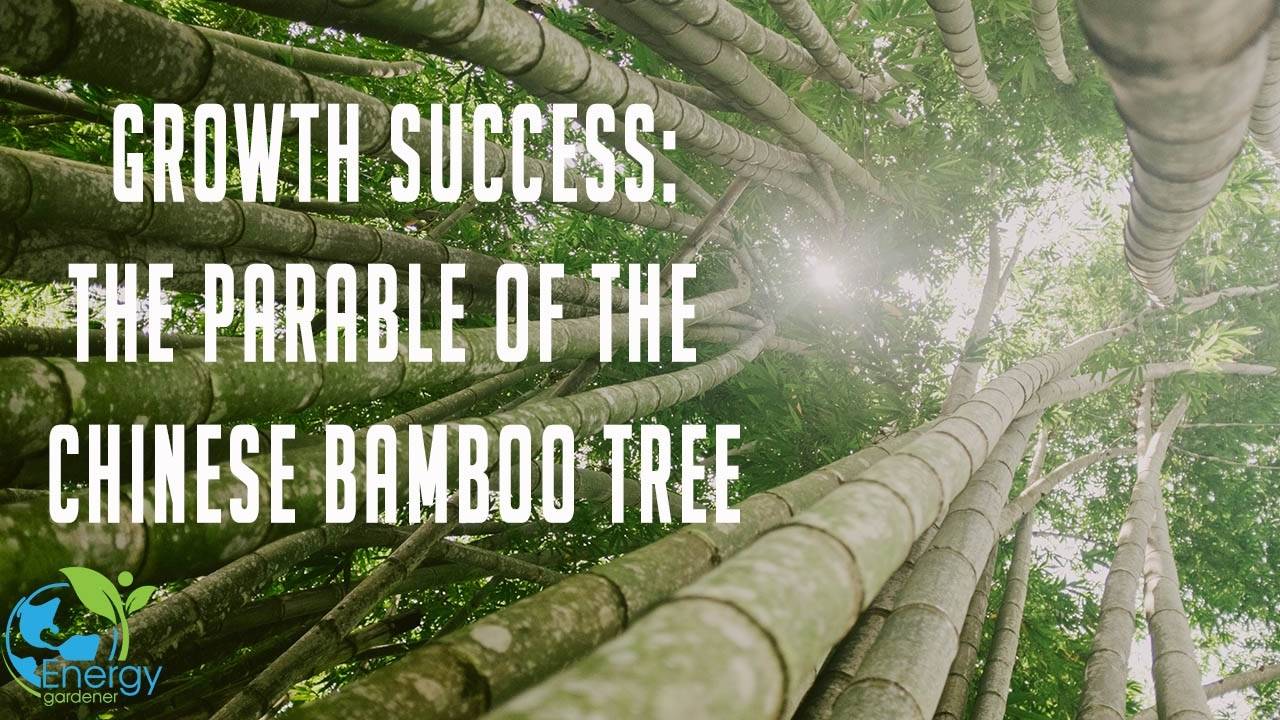 A powerful story of incredible growth and success Chinese Bamboo Tree
