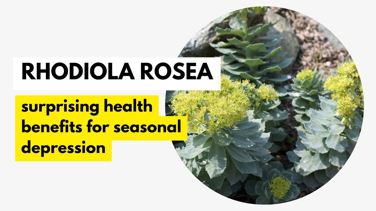Rhodiola Rosea Natural Supplement For Seasonal Affective Disorder