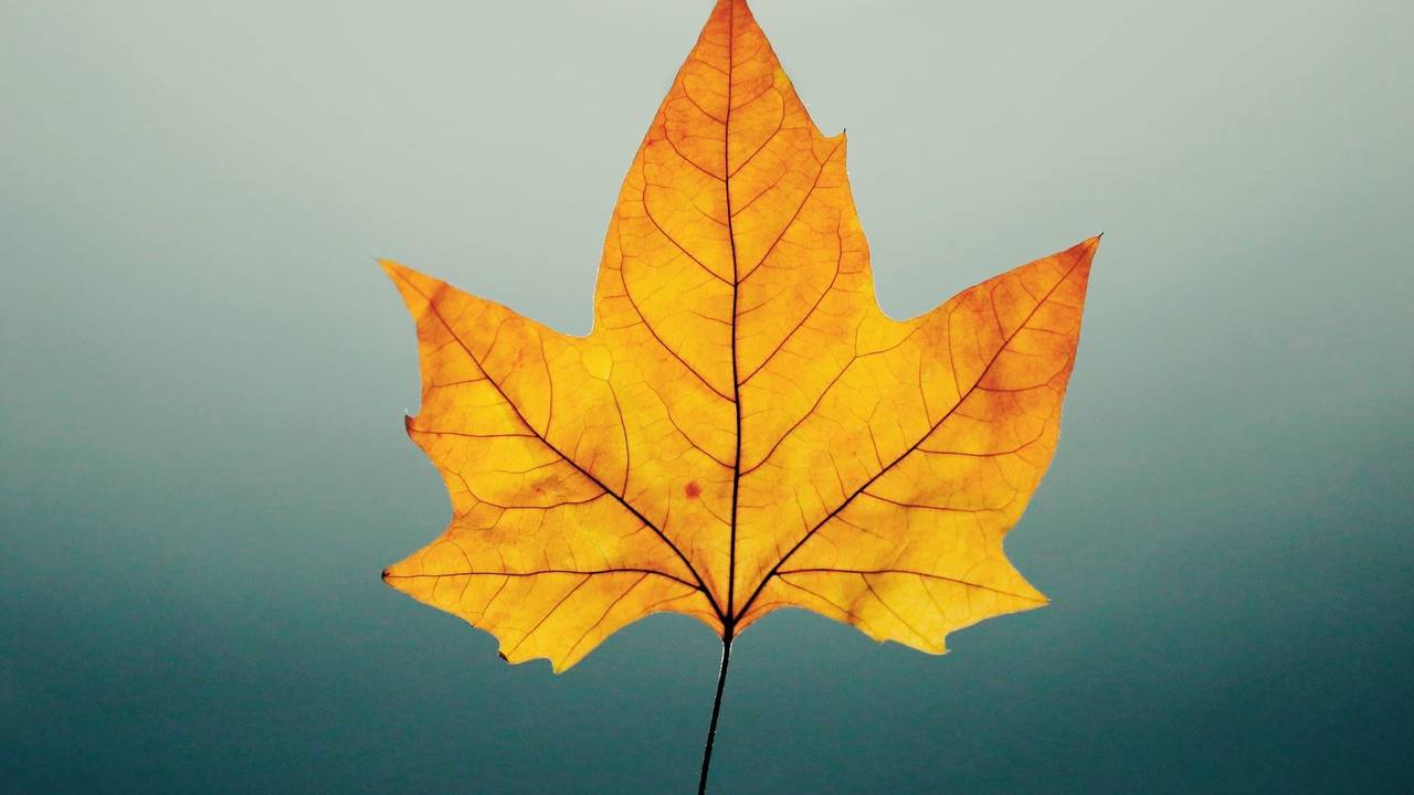 Turn Over A New Leaf Again and Again!