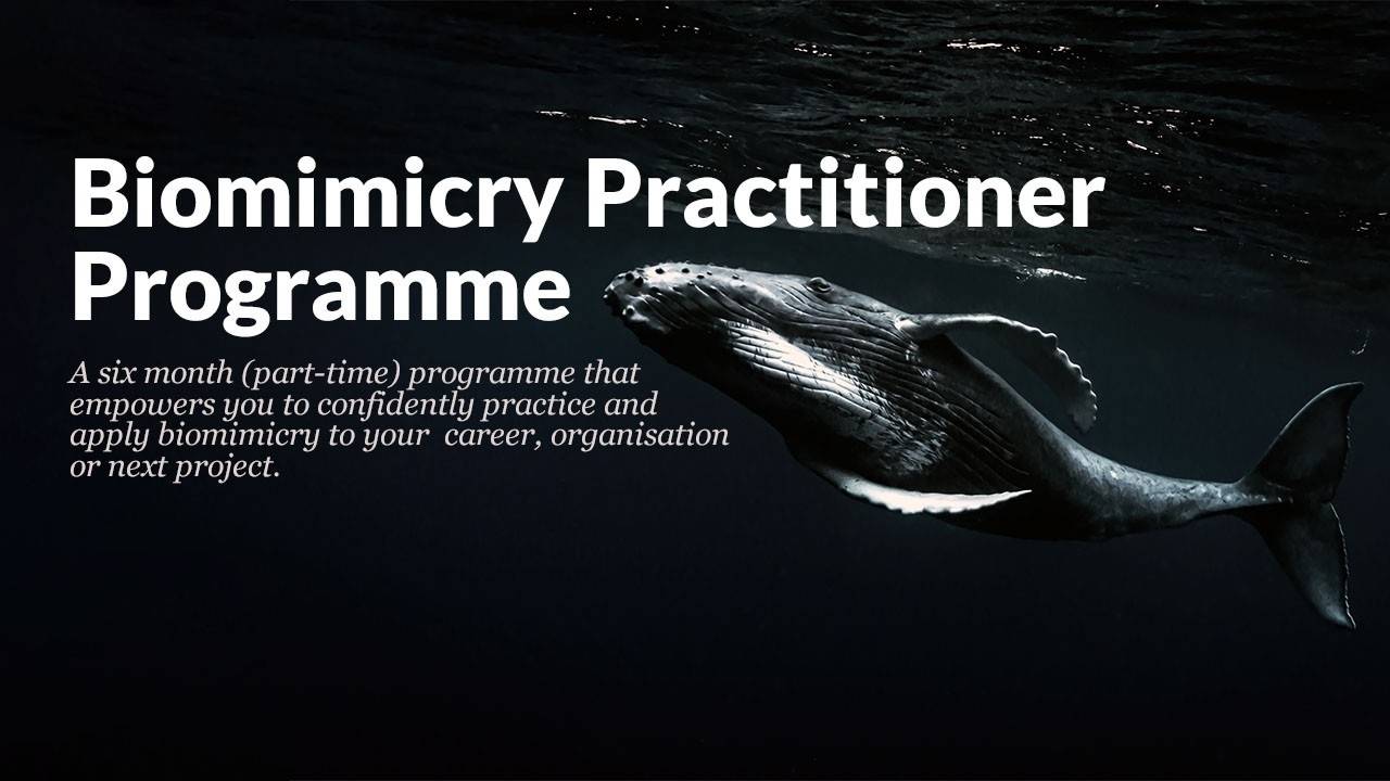 Biomimicry Practitioner Programme