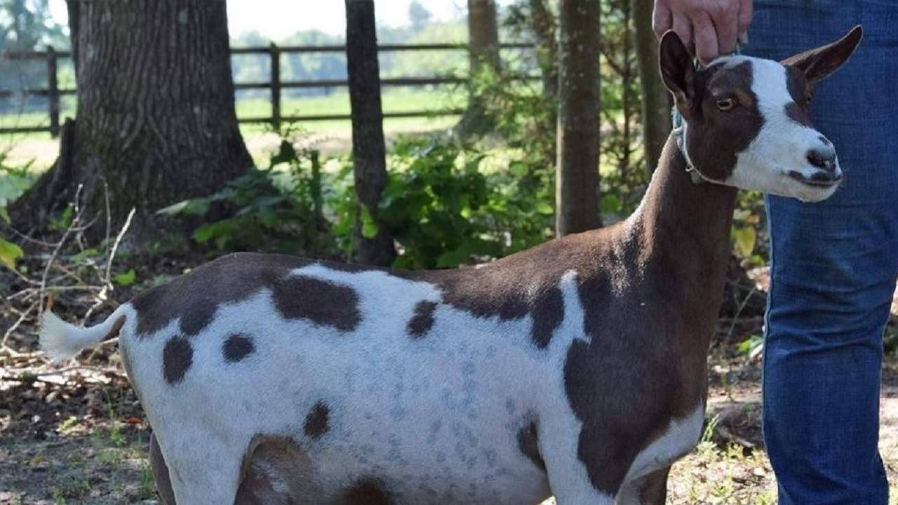 Raising Goats for Profit 7 Proven Ways To Make Money