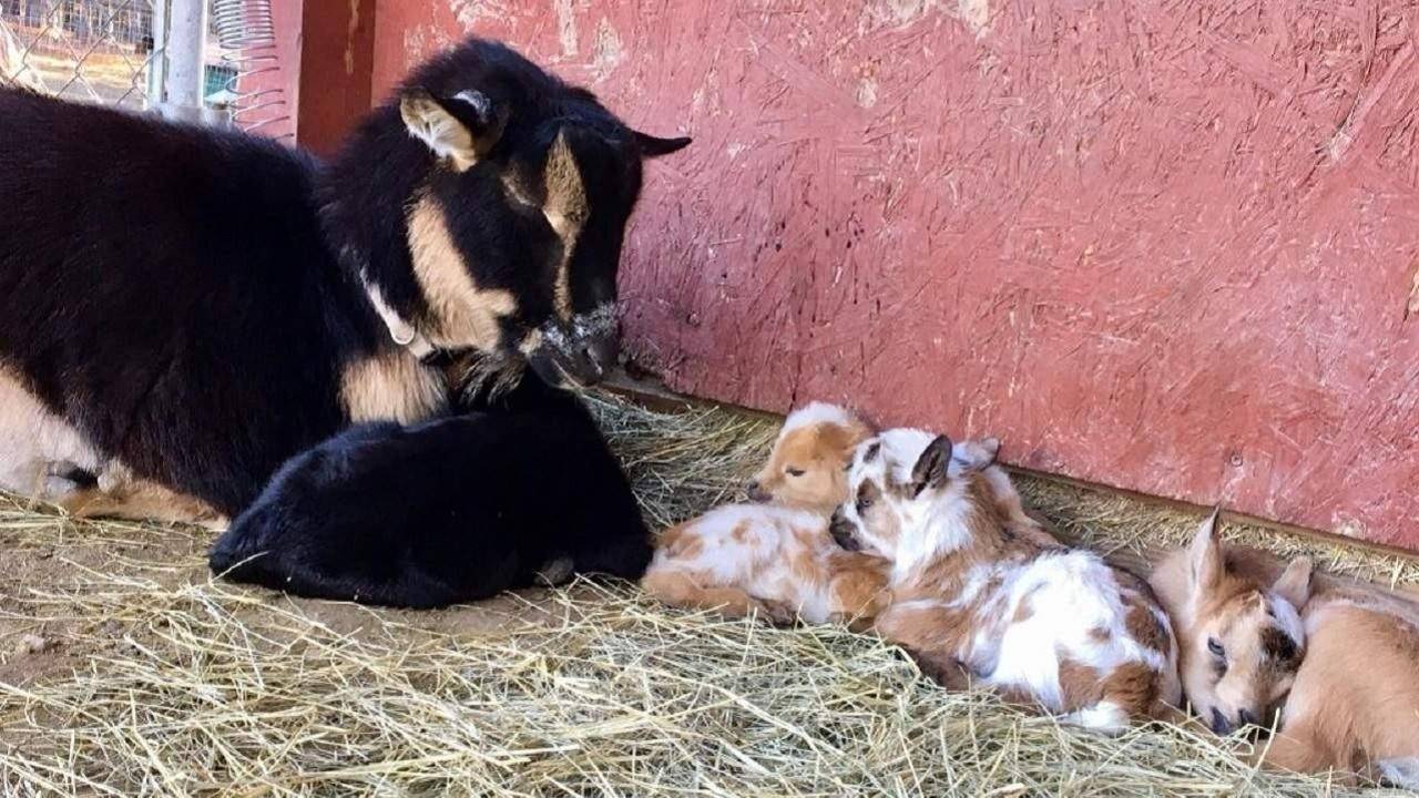 Goat Kidding Pro Tips for Pregnancy, Labor and Birth