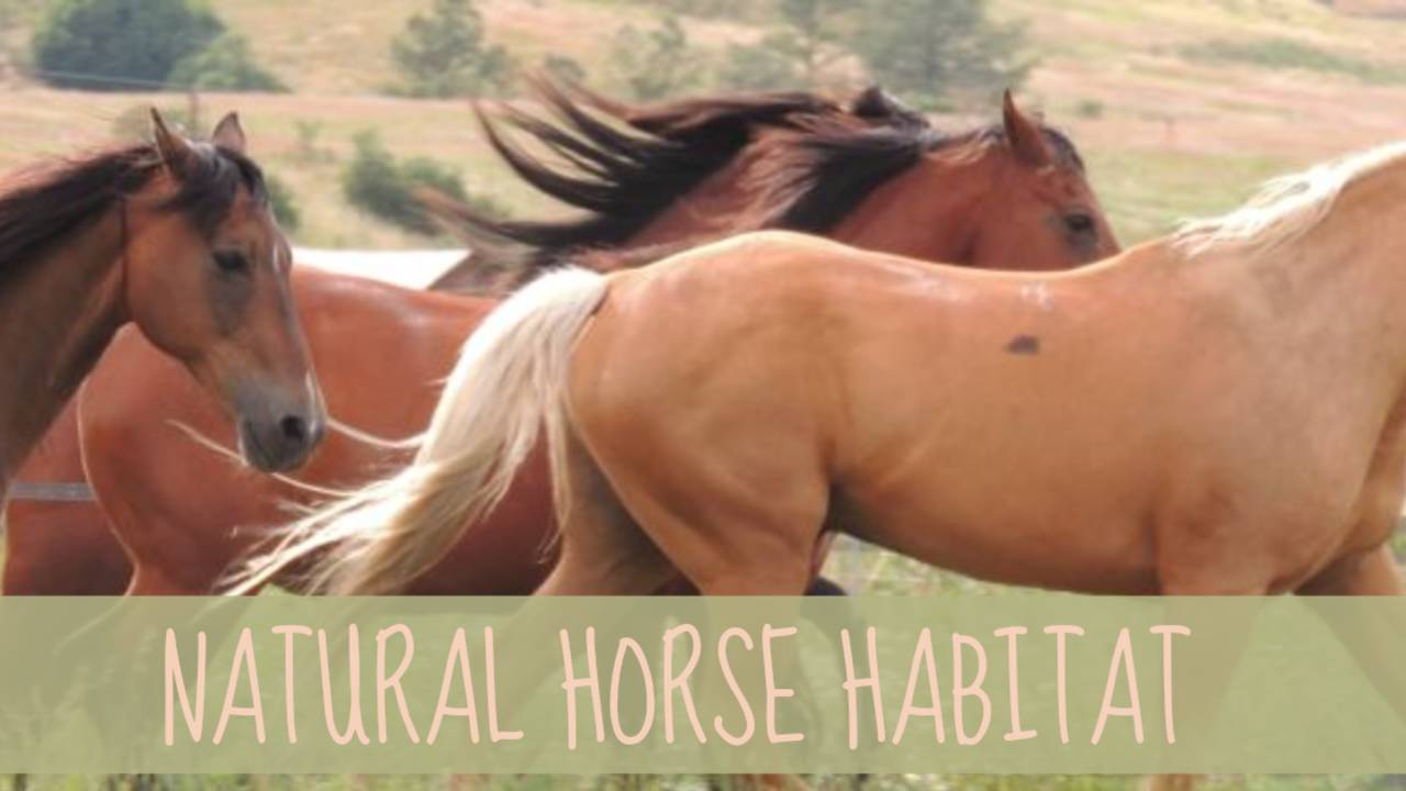 The Natural Horse Habitat™ The Foundation