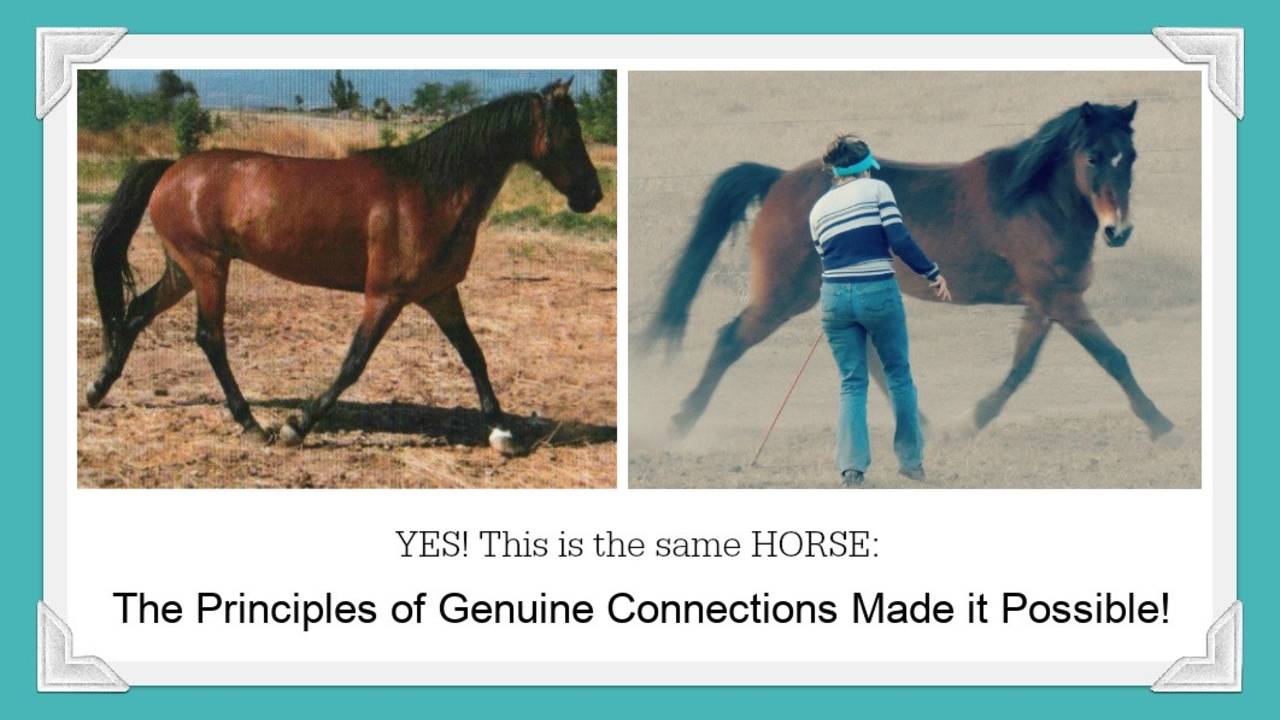 The Horse That Could not Canter Introduction to Healthy Physiology