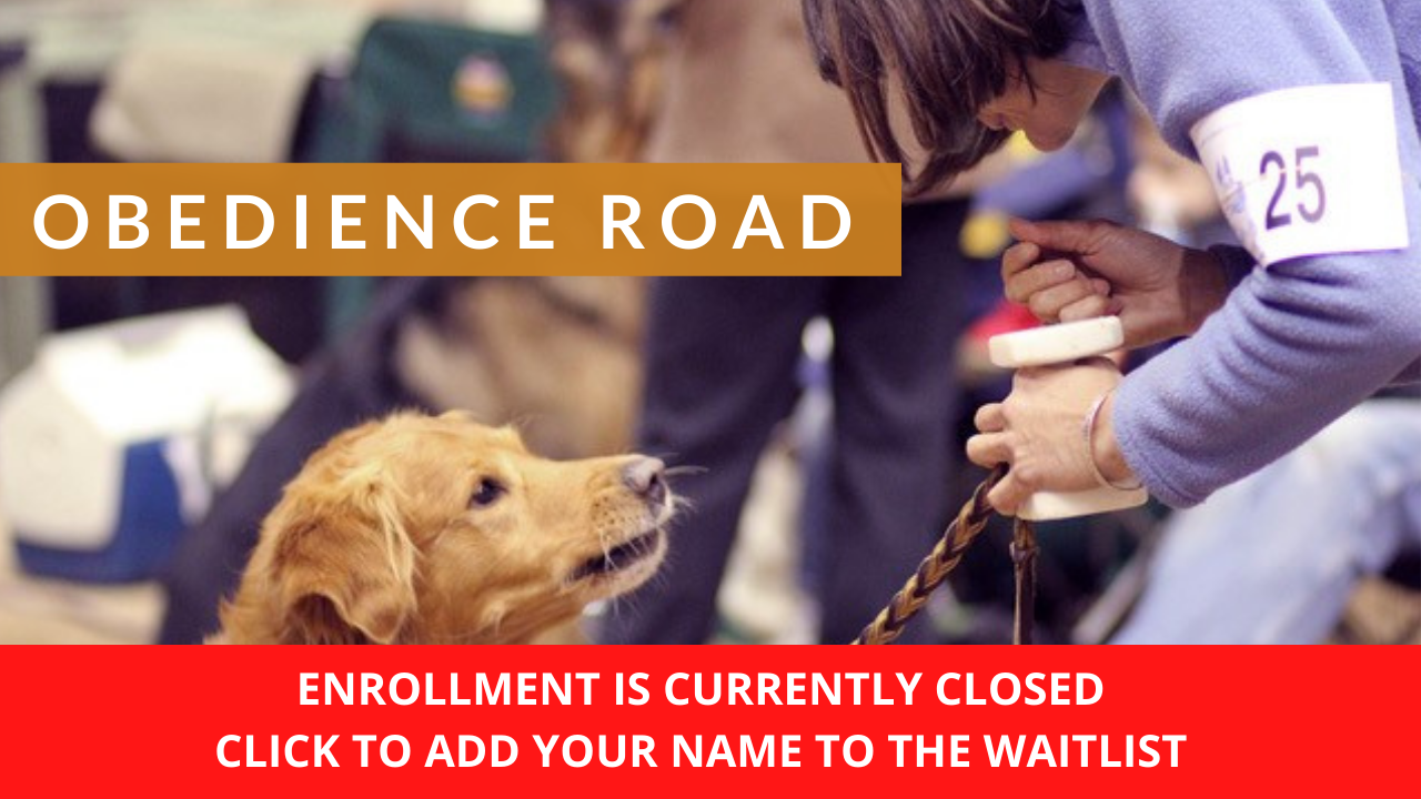 Competitive Dog Obedience Training