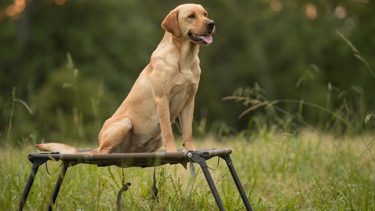 how long you should train your dog each day