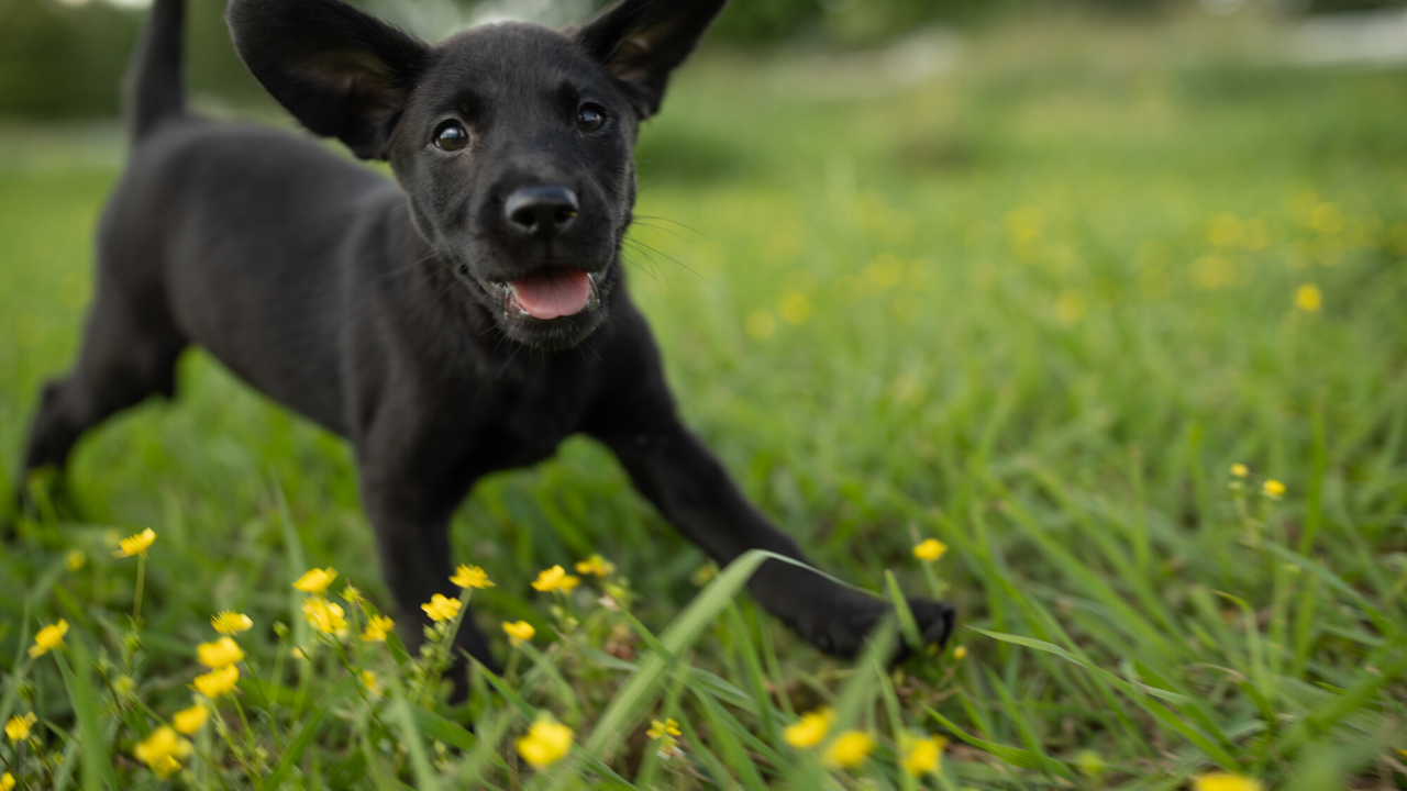 First Night with new puppy