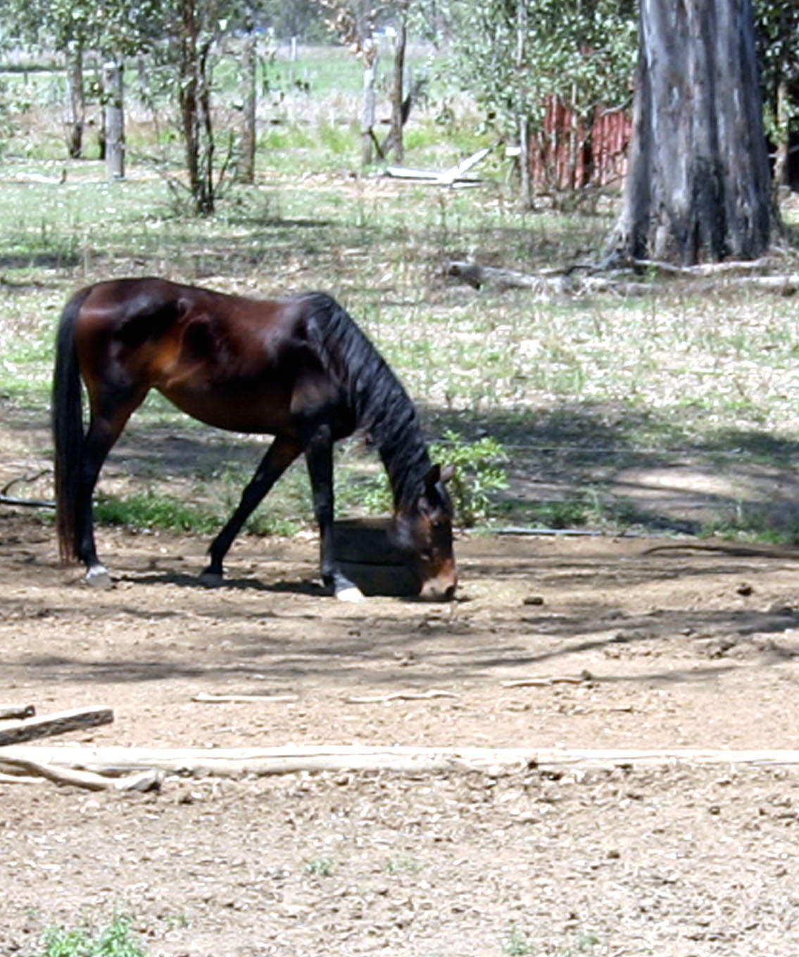 Equiculture course poor grazing
