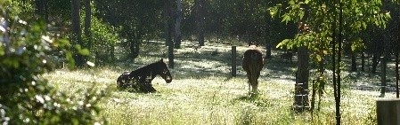 Equiculture the equine dream