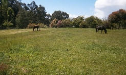 Equiculture stories Laurel 1