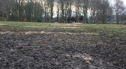 Equiculture Hope pastures 1