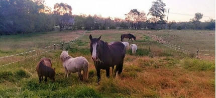 Equiculture - Karri's story 2