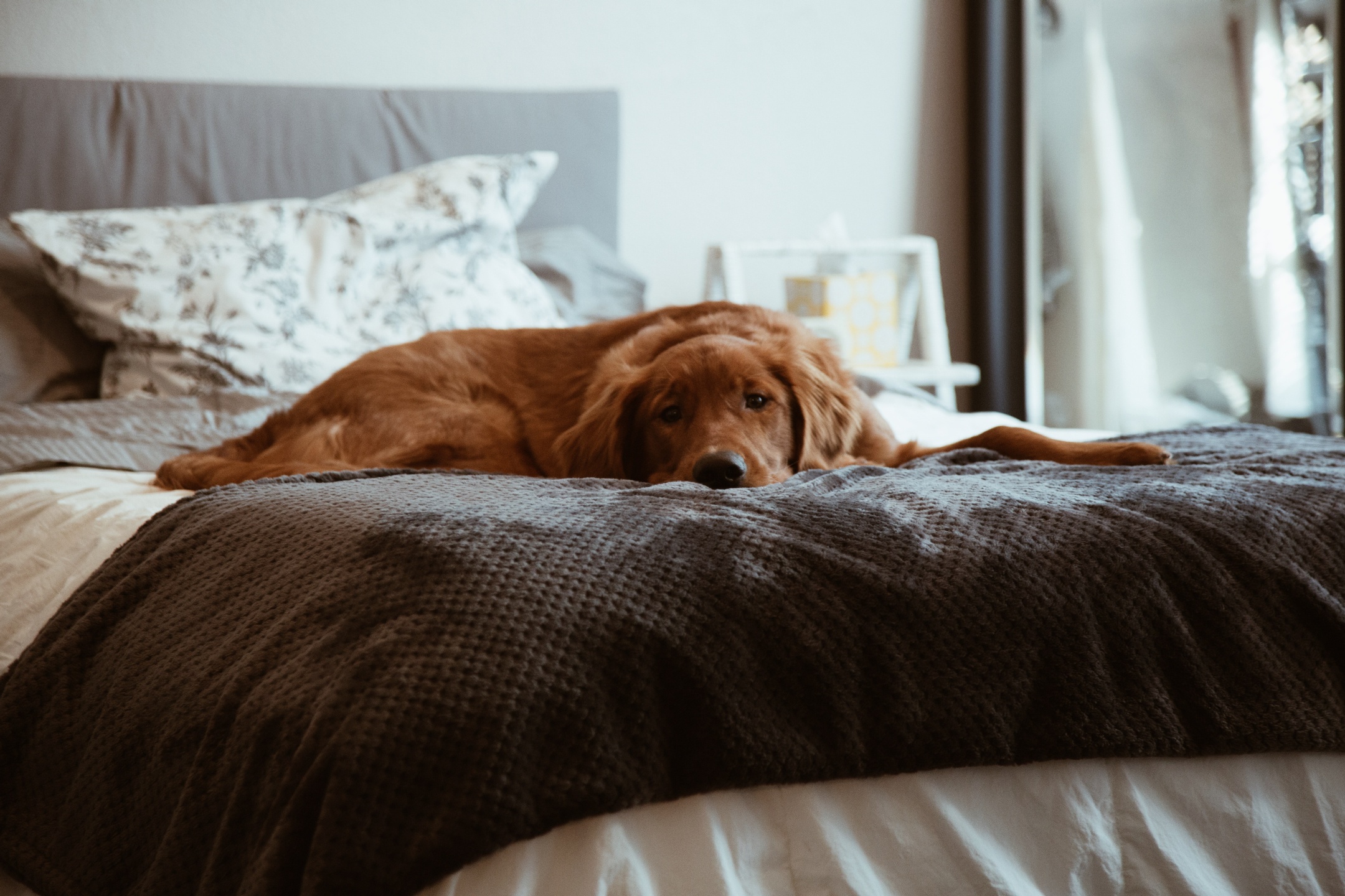 golden retriever on bed