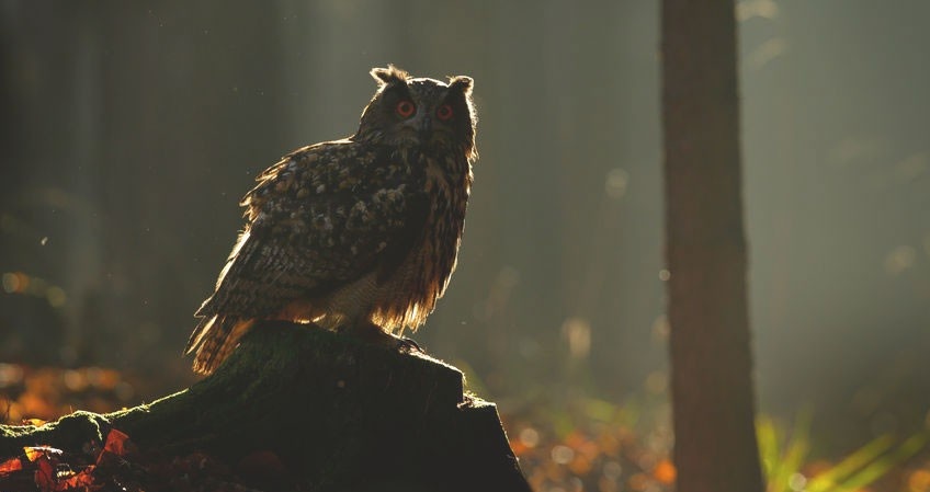 Wise Woman Studies with Corinna Wood, founder Southeast Wise Women Herbal Conference and Red Moon Herbs