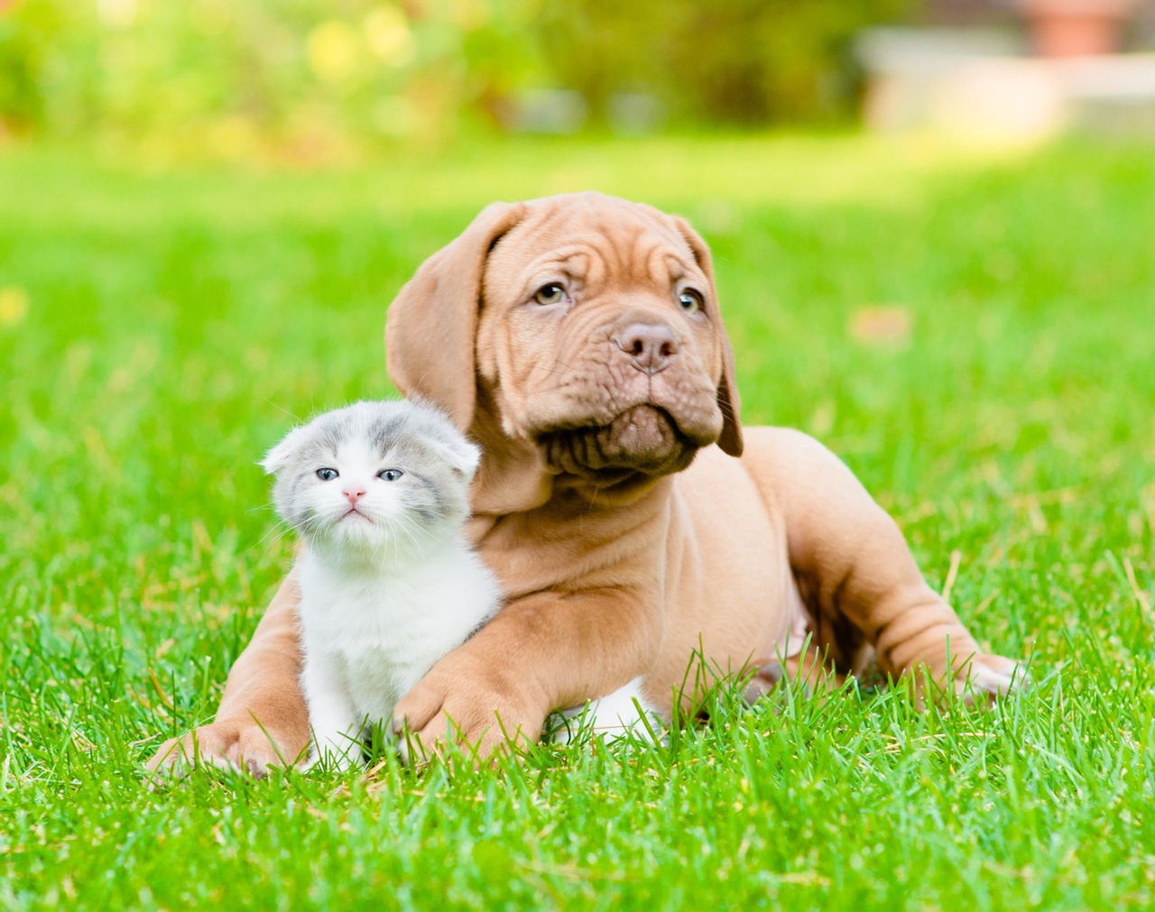 dog-lying-in-grass-with-kitten