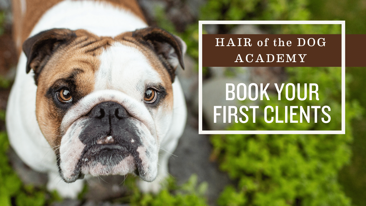 Can You Bring Your Dog Into Academy