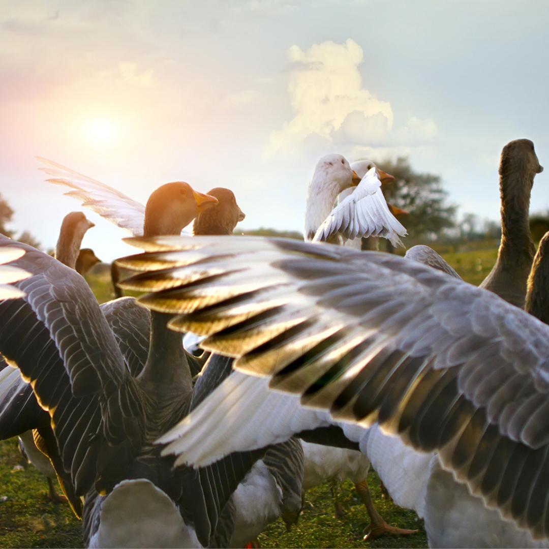 Back view of wild geese walking with wings outstretched on grass with the sun on the horizon