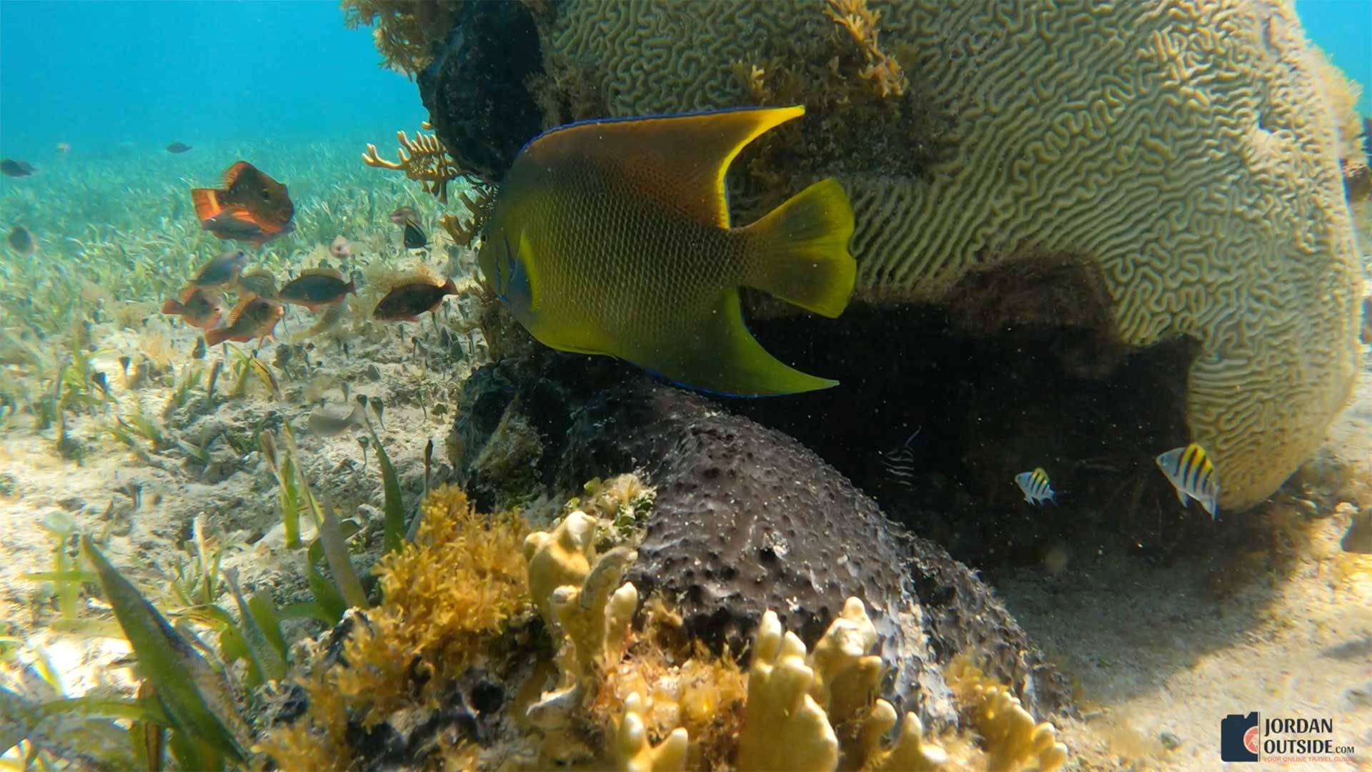 fish in cancun waters