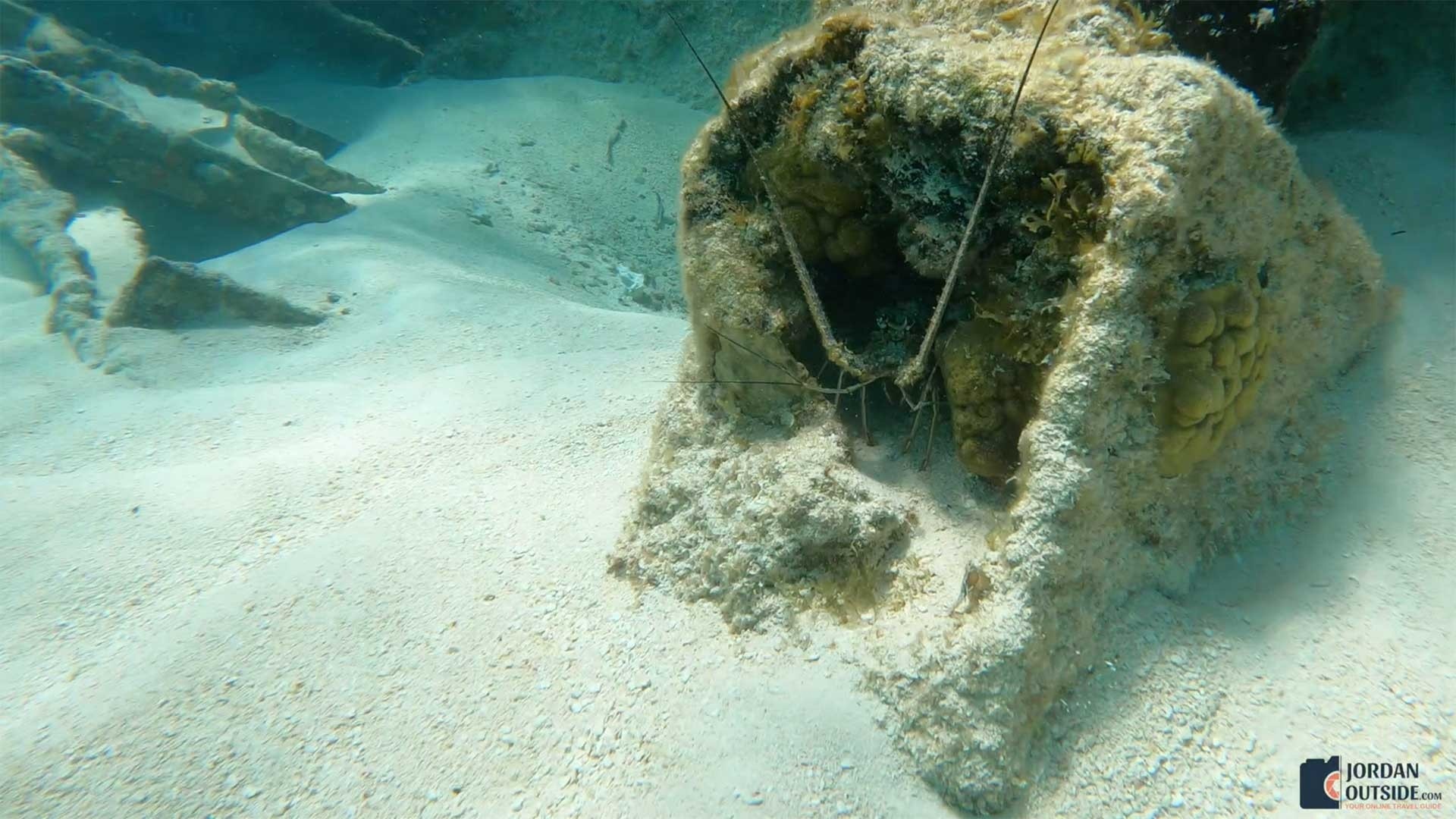 Spiny lobster at the shipwreck in Cancun