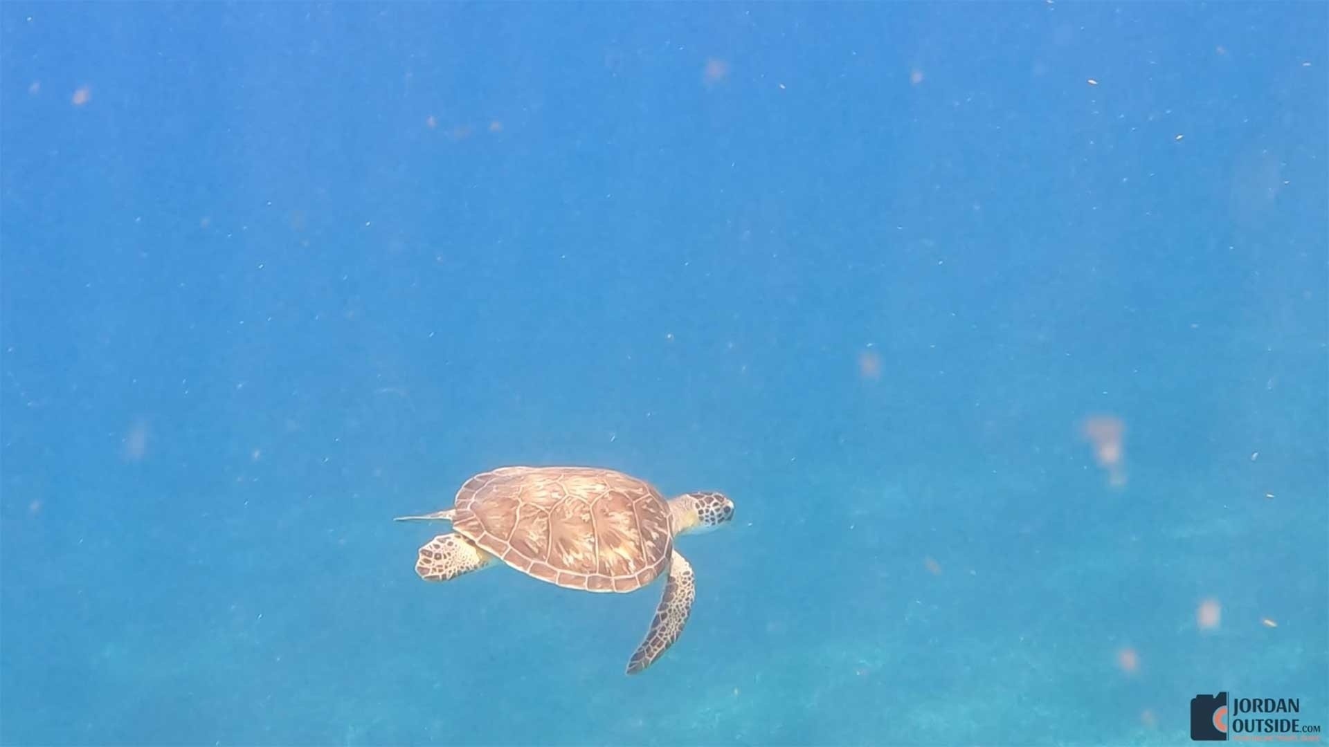 A Turtle at Butler Bay Beach