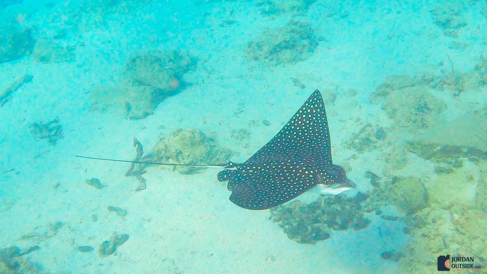 Spotted Eagle Ray at the Frederiksted Pier in St. Croix