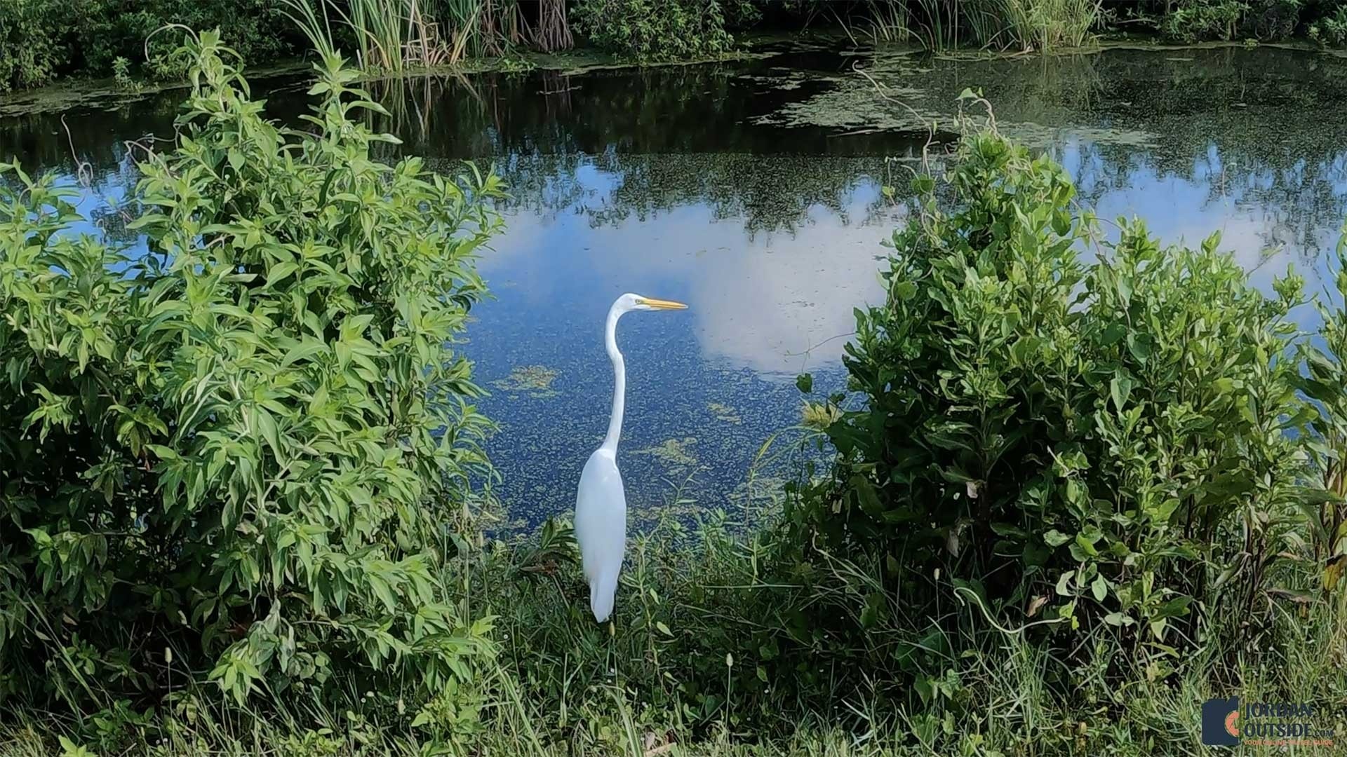 Lake Apopka North Shore Wildlife Drive