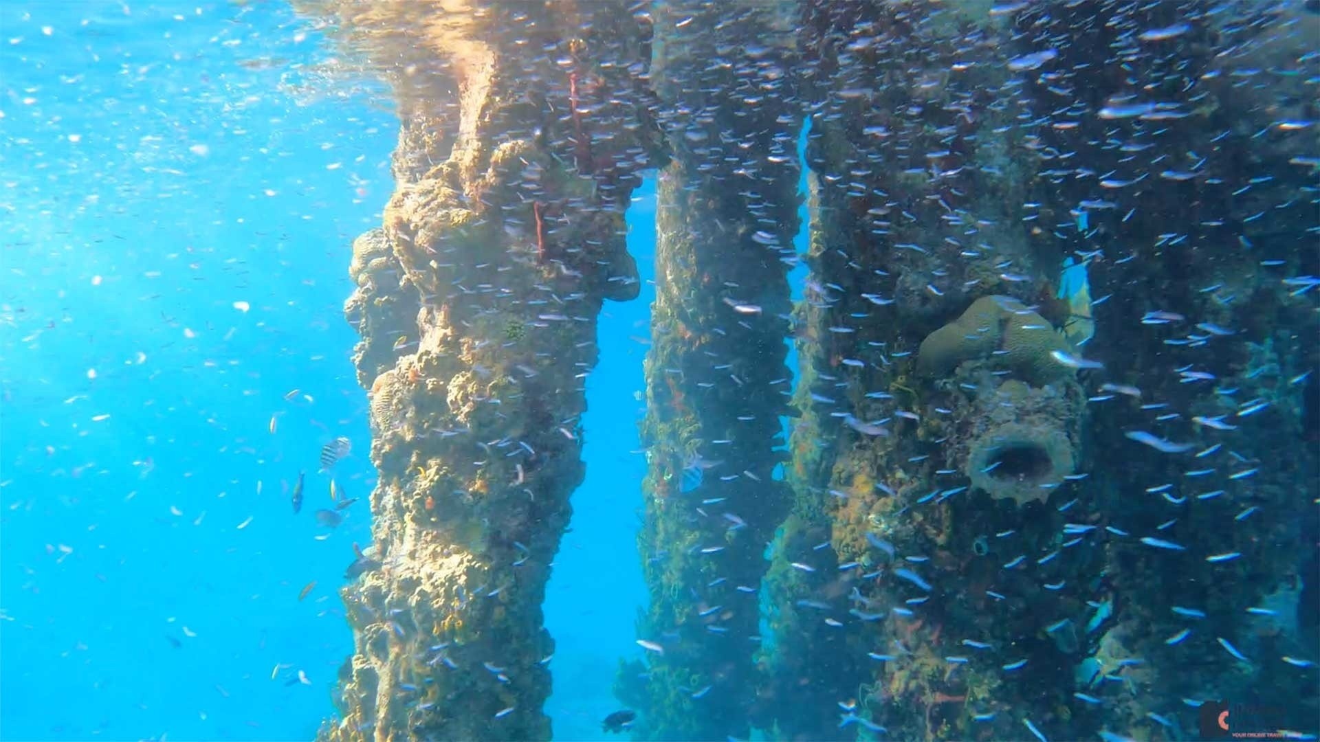 Underwater view of the Frederiksted Pier in St. Croix