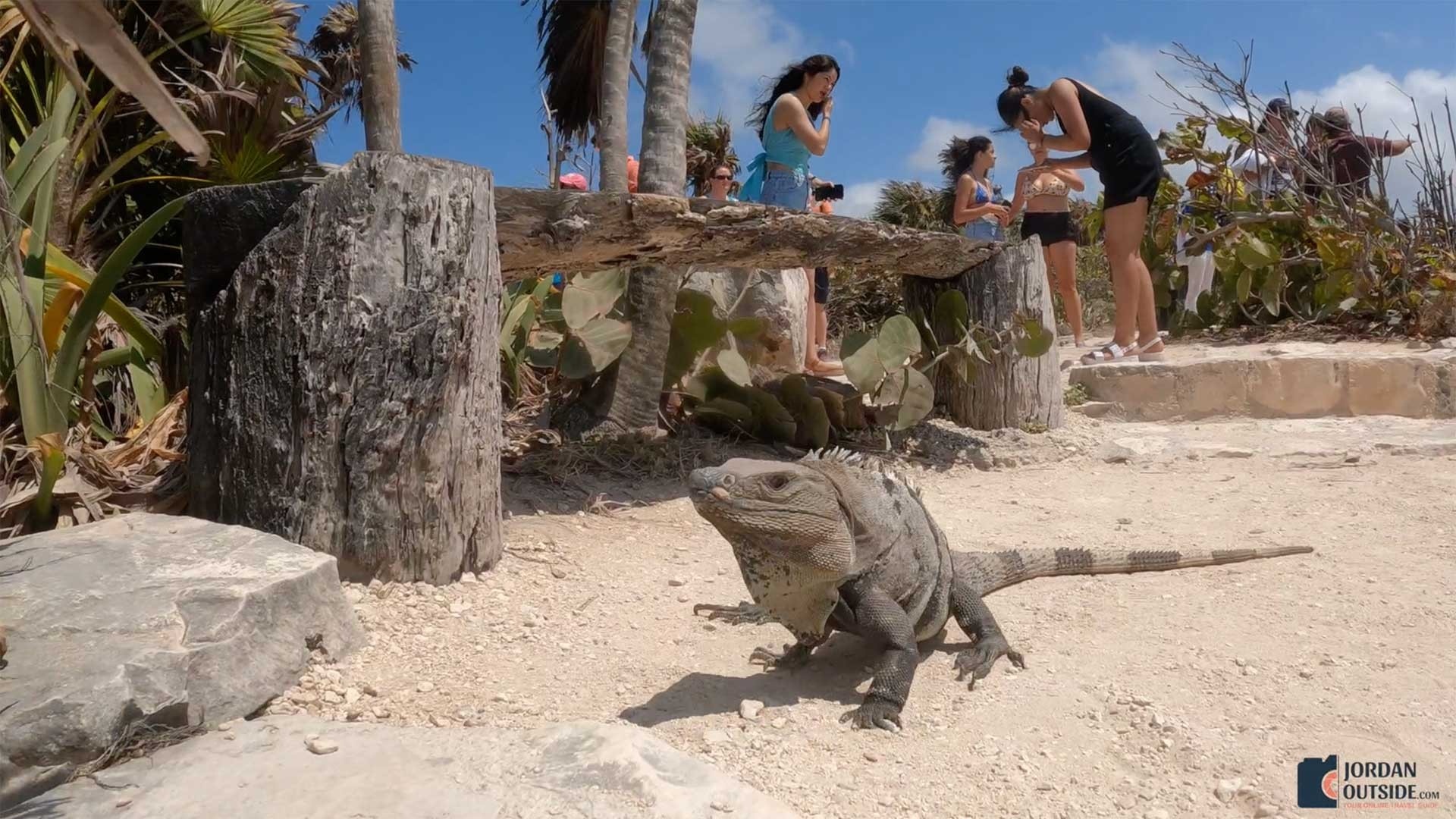 Iguana at the ruins in Tulum