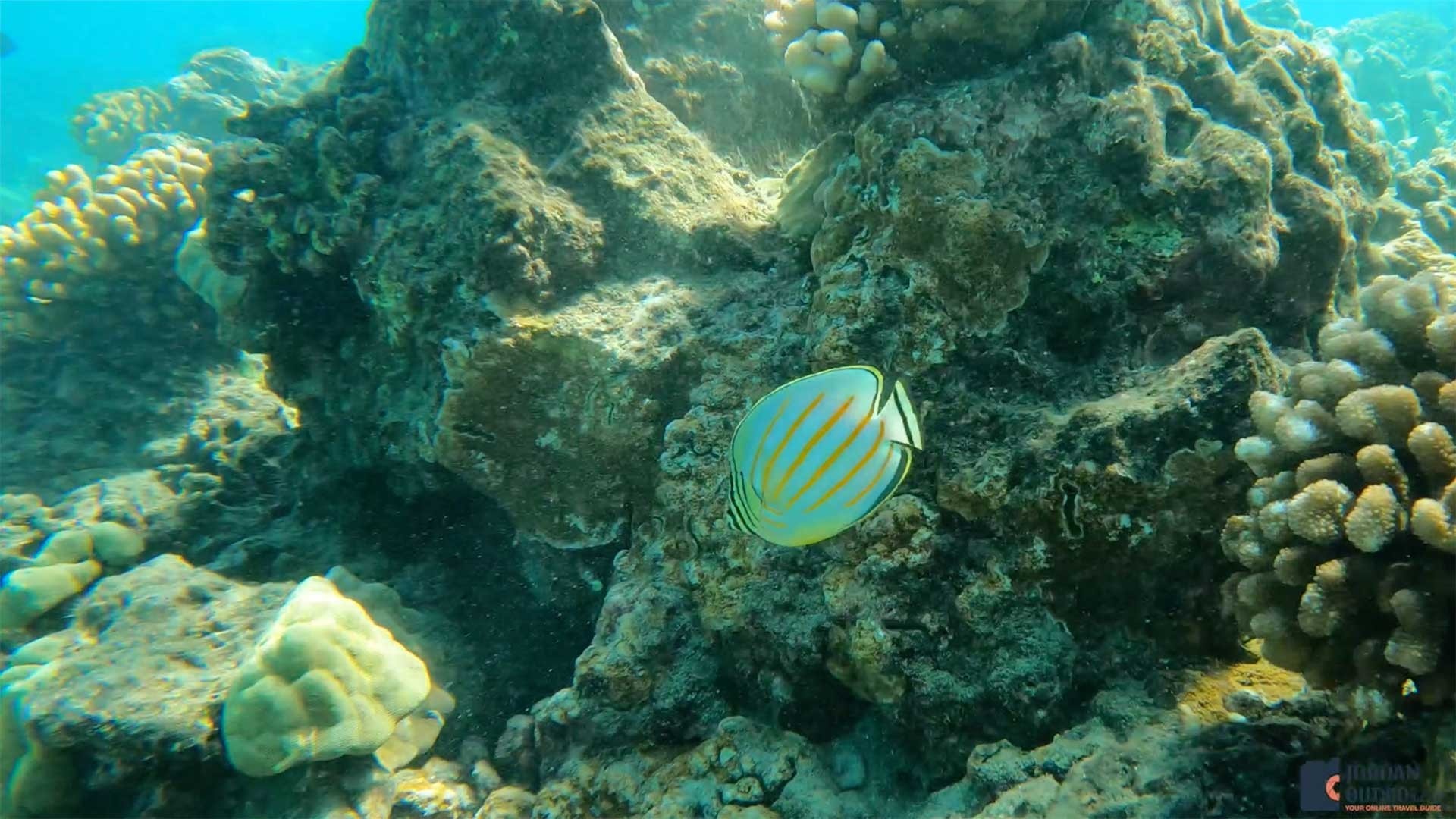 Ahihi-Kina'u Natural Area Reserve Fish