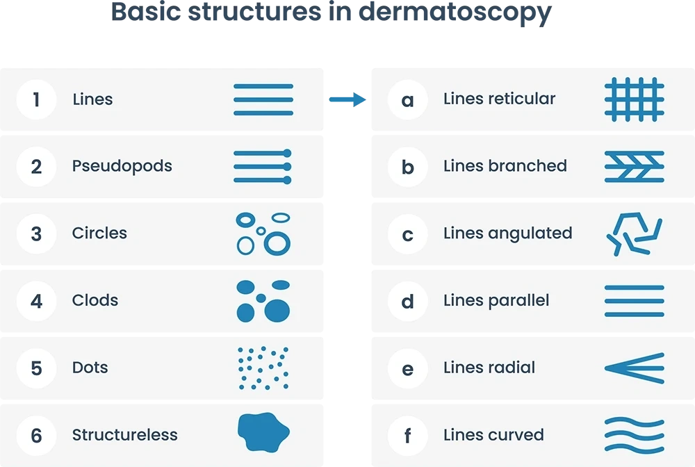 Basic structures in dermatoscopy