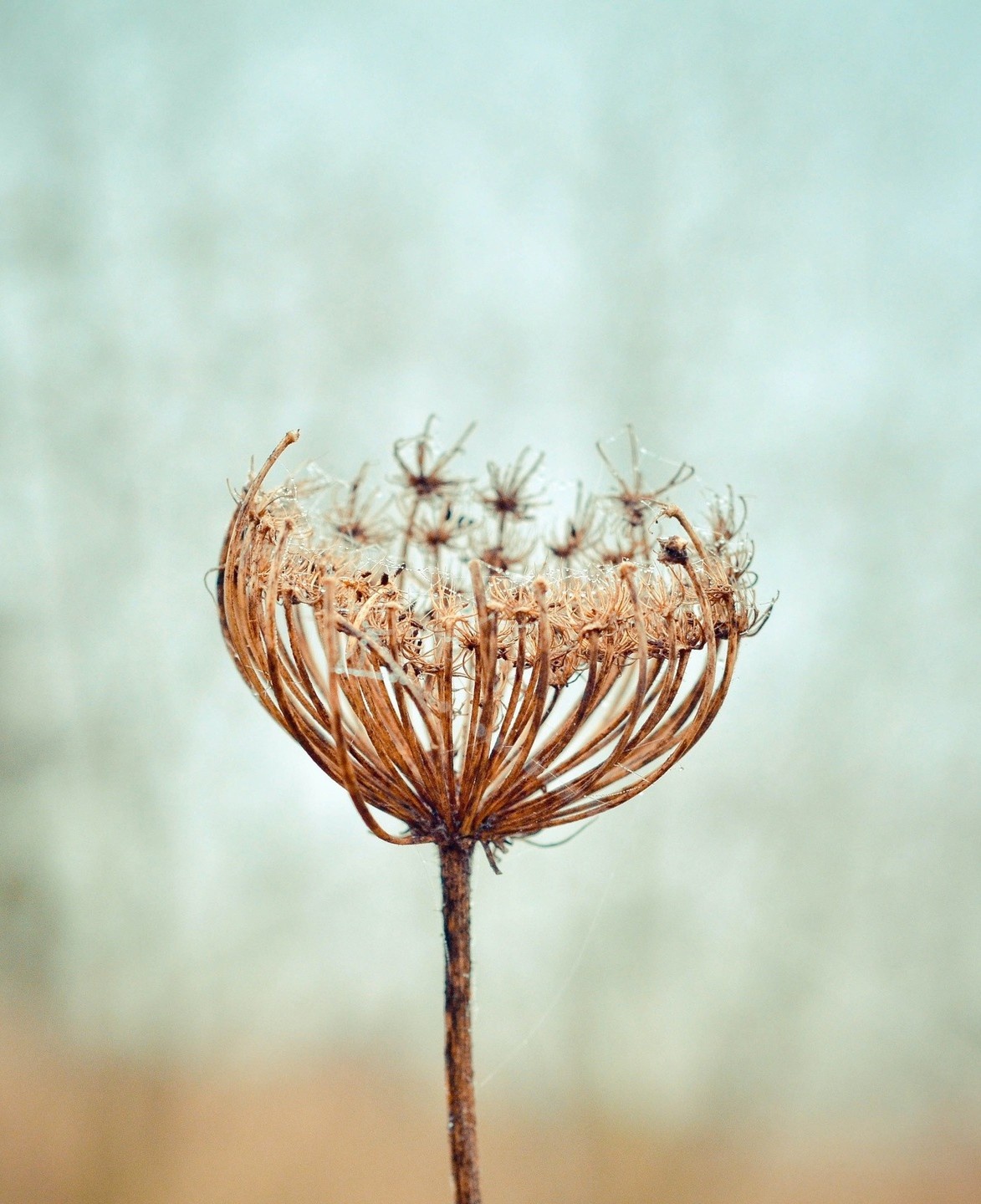 Dr. Raymond Moody On Suicide, Flower 