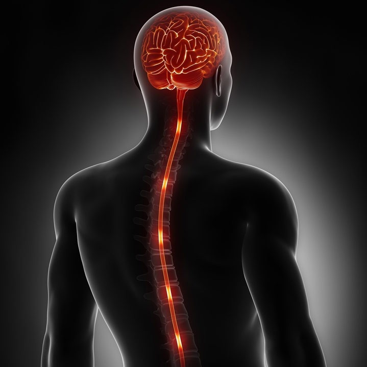 an animation of energy flowing up the spine to the brain