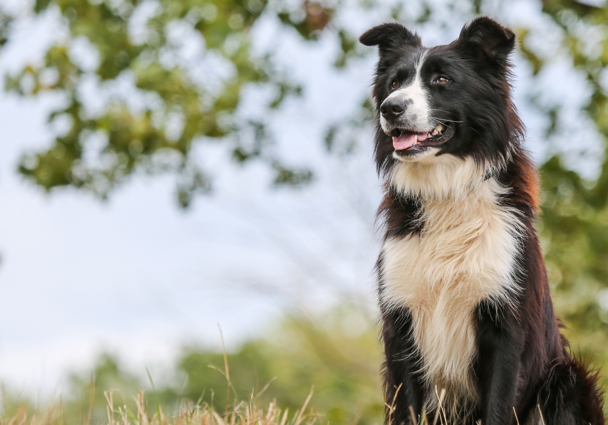 Understand Your Border Collie