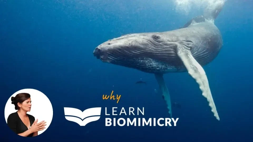Why Learn Biomimicry video