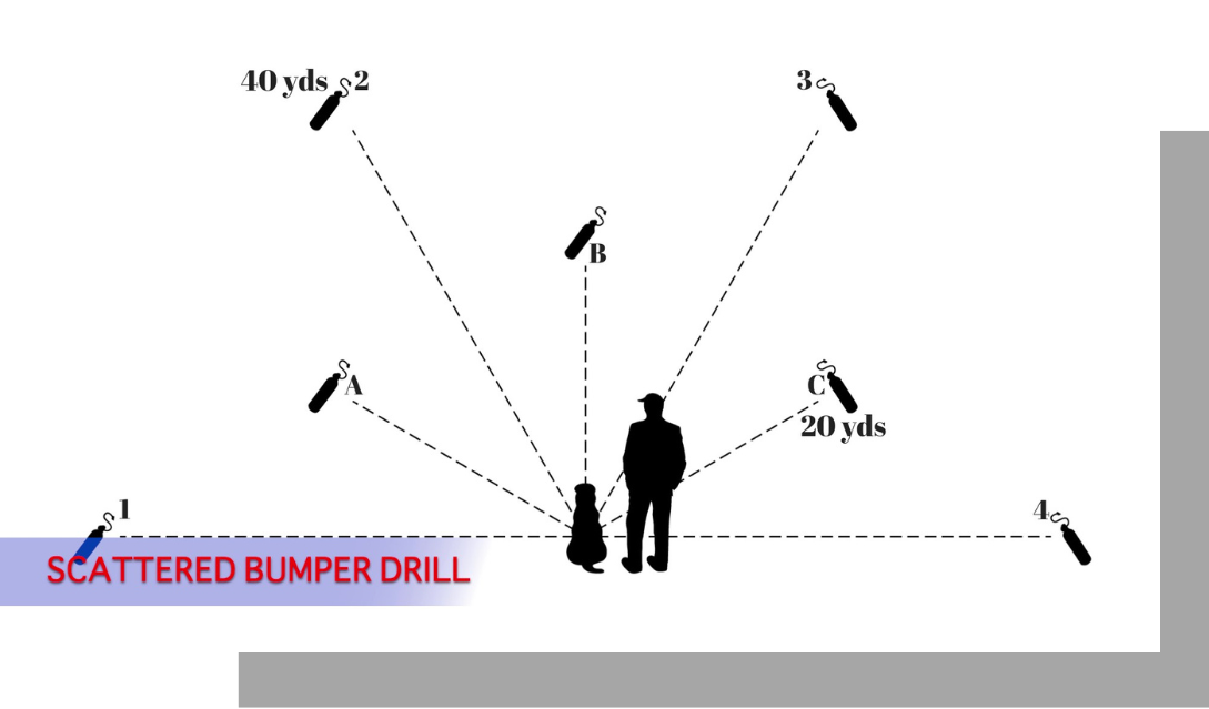 Retriever Training, Hunt Test, Field Trial, Online Retriever Training, Field Trial Seminars, Hunt Test Seminars, Master Hunter Training, Blind Retrieves, Cold Blinds