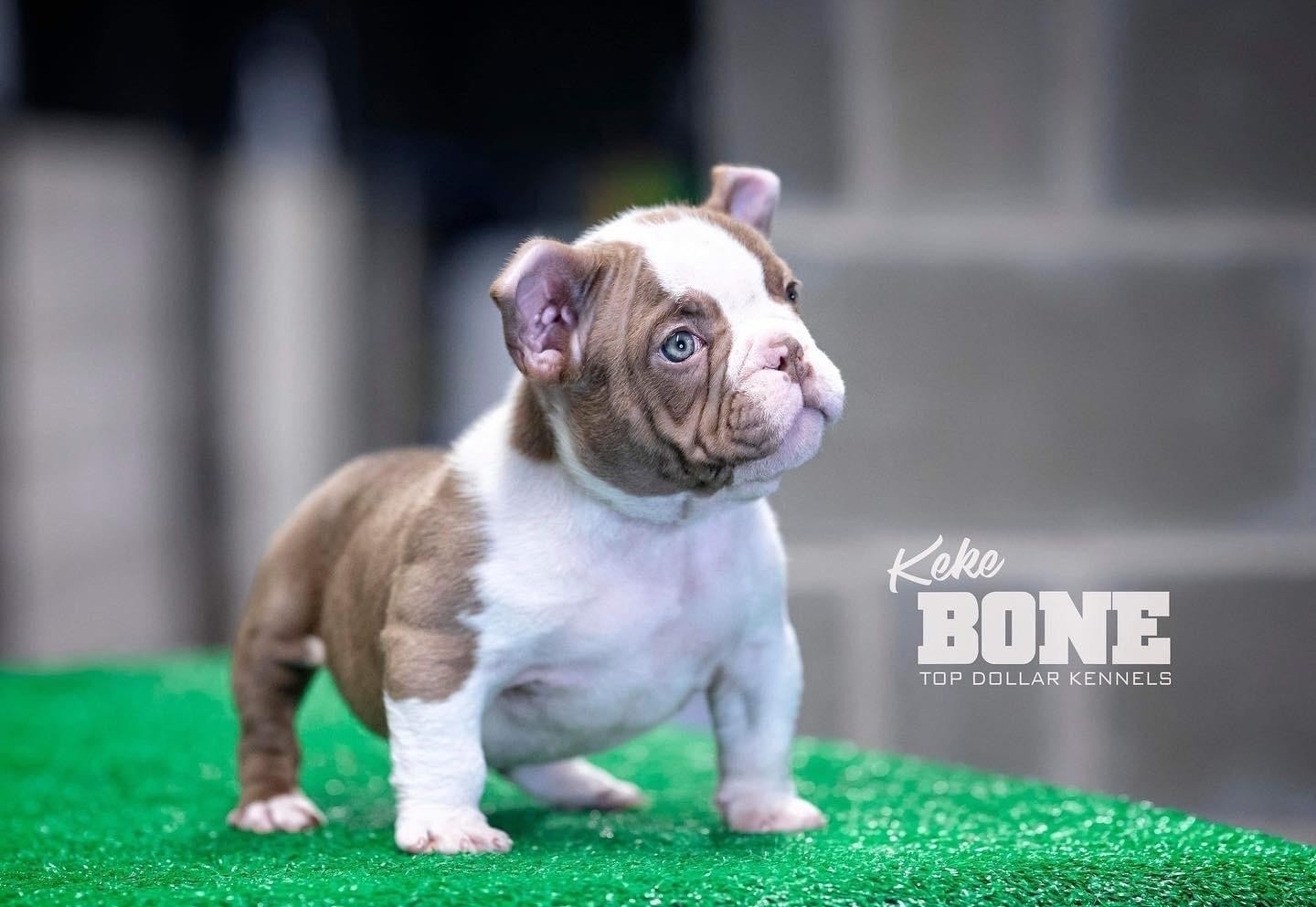 Top Dollar Kennels Course