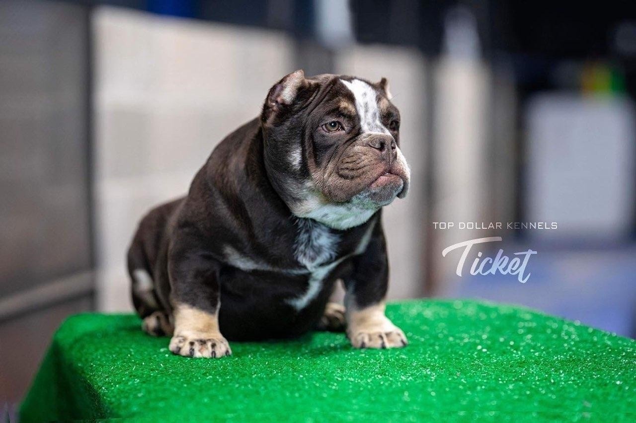 Top Dollar Kennels Course