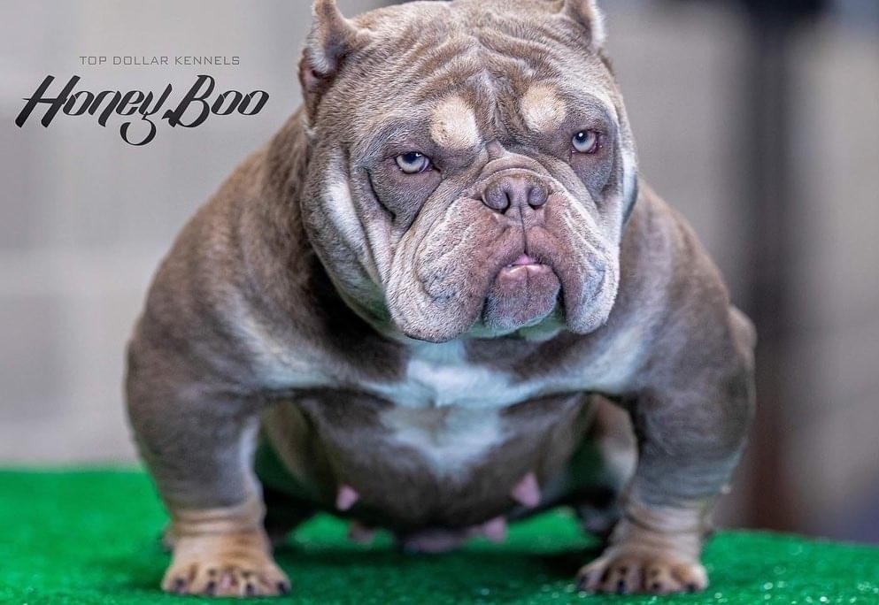 Top Dollar Kennels Course