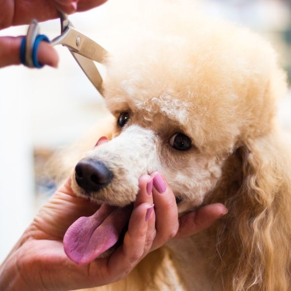 Professional Dog Grooming Academy, South Africa Enroll Now