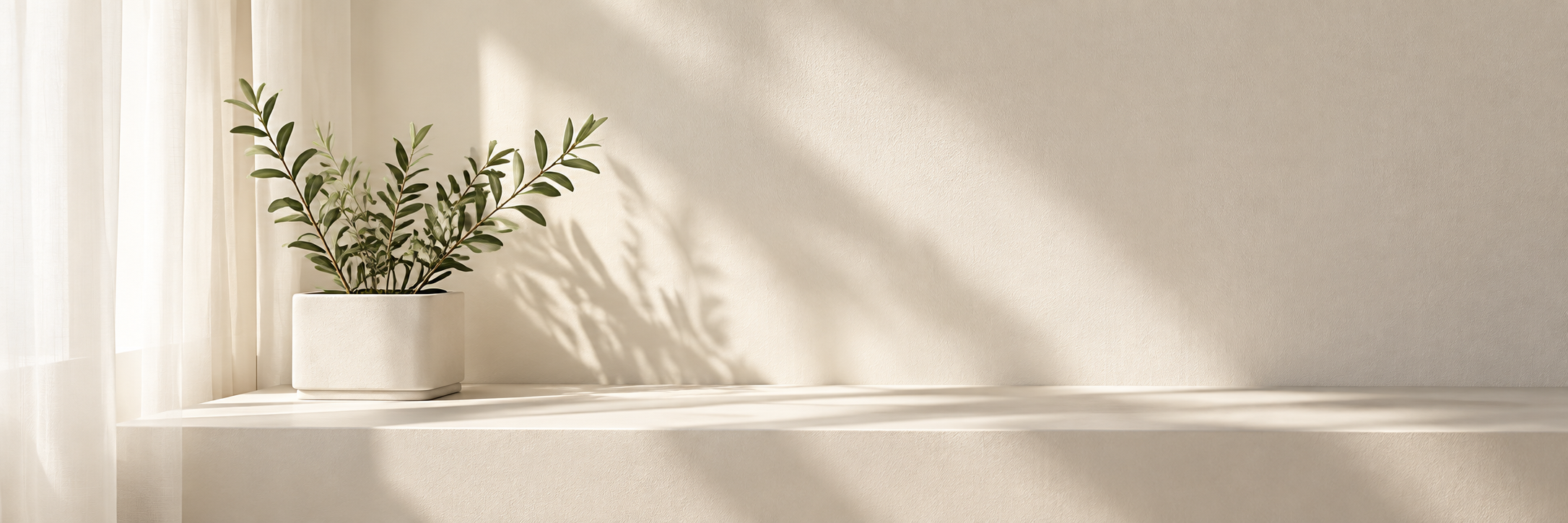 An olive plant in a sunlit studio
