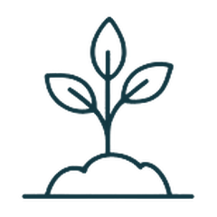 Plant seeds