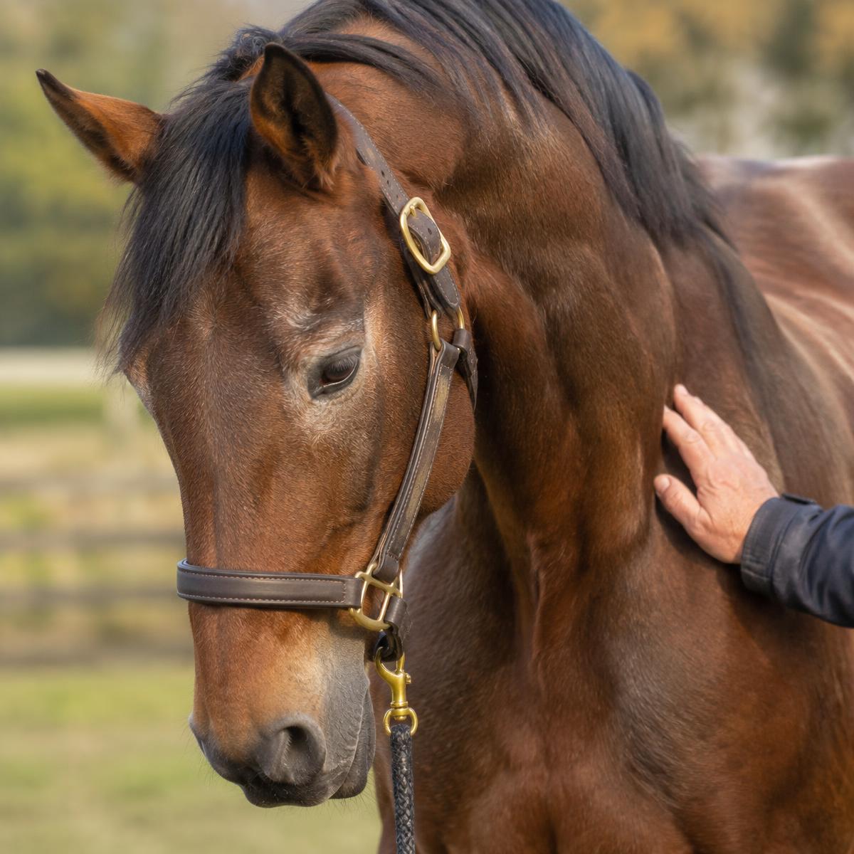Hand on the shoulder of an older bay horse