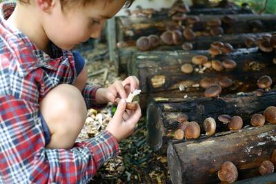 A child crouches by a stack of logs covered in shiitake mushrooms, looking closely at one just picked