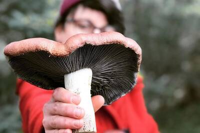 Brenna holds a huge wine cap mushroom out to the camera, gills showing, with a basket of them below